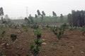 Phát triển cây ăn quả là hướng thoát nghèo bền vững ở Phú Thọ