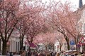 Phố cổ rực hồng sắc hoa anh đào ở Đức