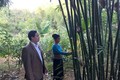 Thanh Hóa hỗ trợ đồng bào dân tộc thiểu số tự nguyện trồng rừng