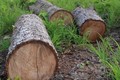 Gần 20 ha rừng ở huyện Ea Súp bị phá: Thiếu sự quản lý của chủ rừng và lực lượng bảo vệ rừng