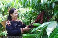 Đắk Lắk khuyến cáo tránh tình trạng trồng xen canh cây ăn quả ồ ạt trong vườn cà phê