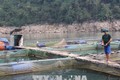 Nhân rộng mô hình nuôi cá lồng trên hồ thủy điện Lai Châu