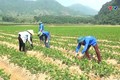 Thanh Hóa thu hút cán bộ trẻ về làm việc tại các hợp tác xã nông nghiệp