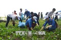 近500名青年团员参加绿色越南海洋运动