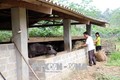 Nuôi trâu, bò vỗ béo giúp người dân vùng cao Bình An thoát nghèo