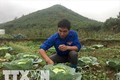 Đoàn viên Hà Văn Tâm thành công với mô hình vườn rau nhà lưới