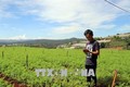 Chàng nông dân trẻ Nguyễn Quốc Huy dùng điện thoại chăm sóc vườn rau