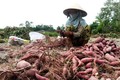 Hiệu quả mô hình trồng khoai lang Nhật tại Quảng Ngãi