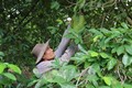 Phát triển cây mãng cầu xiêm trên đất cù lao Tân Phú Đông