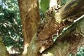 Phòng trừ sâu bệnh hại trên cây bòn bon