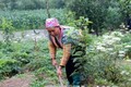 Phát triển cây ăn quả ôn đới cho hiệu quả kinh tế cao ở Sà Dề Phìn
