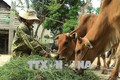 Gia Lai thay đổi tập quán chăn nuôi lạc hậu nhằm giảm ô nhiễm môi trường