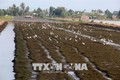 Kiên Giang chuyển đổi đất lúa kém hiệu quả sang trồng cây có giá trị cao
