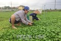 Trồng rau má giúp nông dân Quảng Thọ cải thiện đời sống