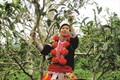 Nâng cao giá trị cây chè Tuyên Quang