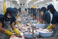 VASEP：越南应加强对出口到中国的查鱼产品质量的监管