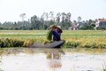 Hưng Yên chủ động ứng phó mưa lũ bảo vệ sản xuất nông nghiệp