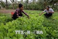 Trà Vinh hỗ trợ tái cơ cấu ngành nông nghiệp