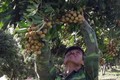Phát triển cây nhãn theo hướng an toàn để xuất khẩu ở huyện Sông Mã