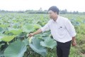 Nông dân huyện Hải Lăng trồng sen lấy gương cho thu nhập gấp 3-5 lần cấy lúa