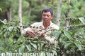 Kỹ thuật chăm sóc cây cà phê đầu mùa mưa