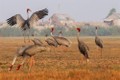 越南鸟栖国家公园仅剩11只赤颈鹤