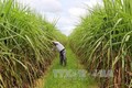 Tây Ninh dành trên 17.000 ha đất phát triển nông nghiệp công nghệ cao