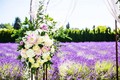 Cánh đồng hoa oải hương ở Washington mê hoặc uyên ương mùa cưới