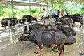 Liên kết chăn nuôi an toàn sinh học cho hiệu quả kinh tế cao ở Tuyên Quang