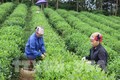 Nhiều hợp tác xã nông nghiệp ở Lào Cai hoạt động kém hiệu quả