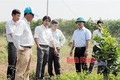 Nông dân huyện biên giới Bù Đốp phất lên nhờ chuyển đổi cây trồng