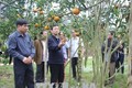 Gia Lai chuyển đổi nhiều diện tích cây công nghiệp sang trồng cây ăn trái