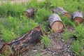 Vi phạm trong quản lý, bảo vệ rừng ở Đắk Lắk có giảm nhưng chưa bền vững