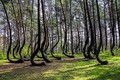 Bí ẩn về khu rừng có hàng trăm gốc cây bị uốn cong một cách khó hiểu
