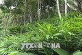 Triển vọng trồng cây sa nhân tím tại vùng sâu biên giới Sơn La