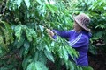 越南致力打造优质咖啡品牌