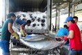 2018年前7月越南金枪鱼出口额达3.51亿美元 增长11%