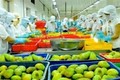 越南努力加大对欧盟市场农产品出口力度