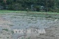 Mưa lũ gây nhiều thiệt hại tại huyện Thuận Châu