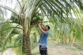 Trà Vinh nâng cấp chuỗi giá trị cây dừa