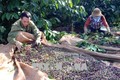 Hỗ trợ nông dân Đắk Nông sản xuất cà phê bền vững