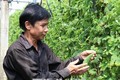 Mô hình nông nghiệp sạch, an toàn cho thu nhập cao của nông dân Nguyễn Văn Tấn