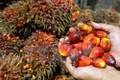 2018年印度尼西亚棕榈油产量将增至4000-4200万吨