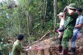Lâm Đồng khẩn trương điều tra, xử lý các vụ phá rừng, chống người thi hành công vụ