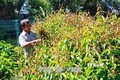 Độc đáo mô hình trồng rau rừng chuẩn VietGap của ông Lê Văn Dĩ