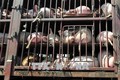 Tập trung ngăn chặn xâm nhiễm bệnh dịch tả lợn Châu Phi vào Việt Nam