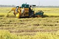 Giá lúa ở An Giang đang có xu hướng tăng cao