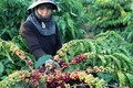Nông dân Đắk Lắk hạn chế tái canh cà phê do giá xuống thấp