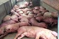 政府总理就采取措施防止非洲猪瘟疫情入境越南做出指示
