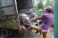 Lào Cai tăng cường phòng chống bệnh dịch tả lợn châu Phi
